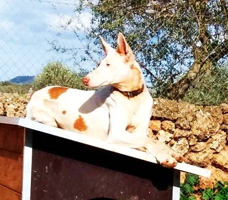 Hund3_708418.jpeg
