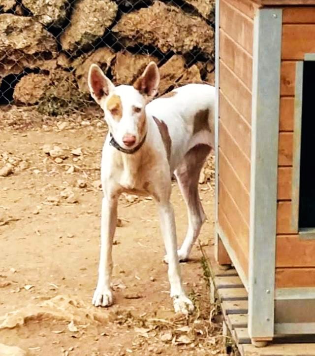 Hund5_708418.jpeg