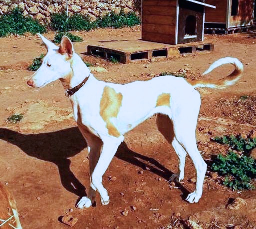 Hund7_708418.jpeg