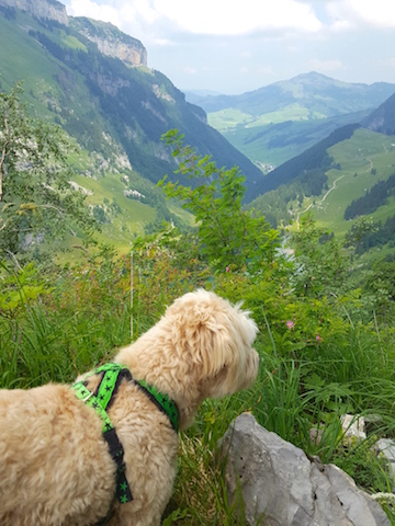 20180616_135724_0.jpg