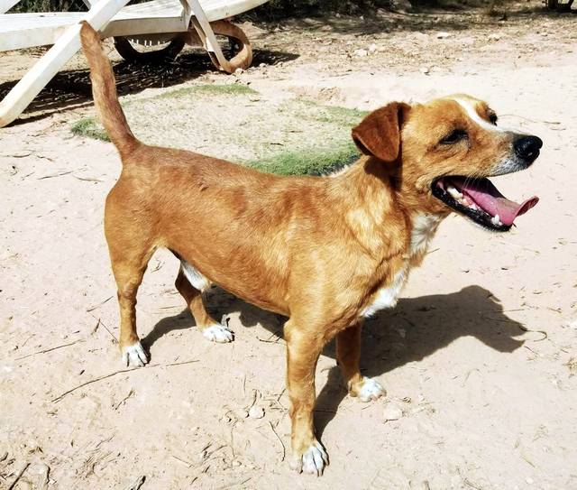 Hund8_706376.jpeg