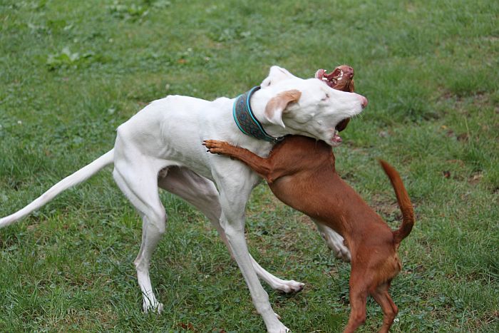ISI und HUGO1.jpg