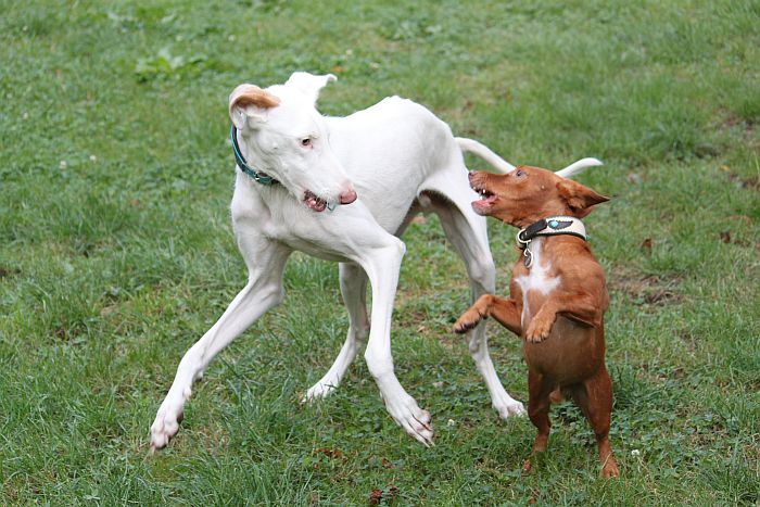 ISI und HUGO2.jpg