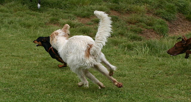 Pelle jagt Tarzan.jpg
