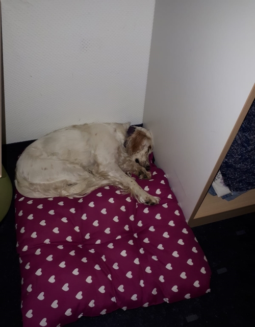 IMG-20180821-WA0003.jpg