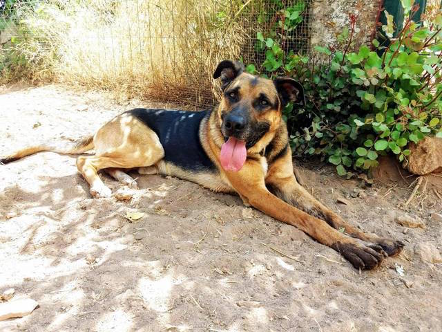 Hund8_710926.jpeg