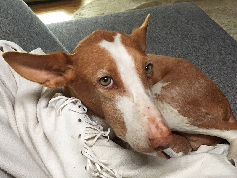 noch_nie_einen_Hund_auf_dem_Sofa_gesehen.jpg