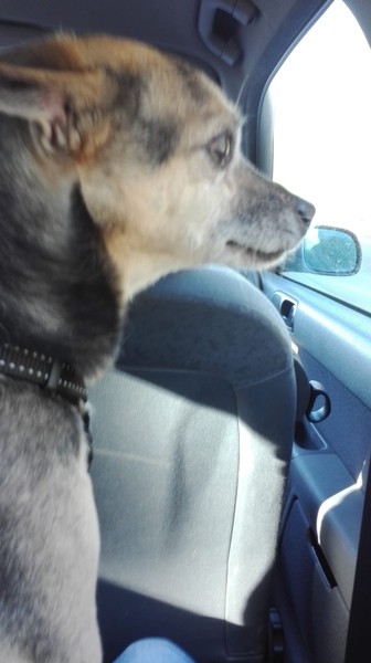 Fritzchen auf der Fahrt in sein Zuhause erstmal noch skeptisch.jpg