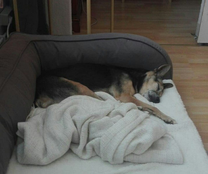 Fritzchen fühlt sich wohl.jpg