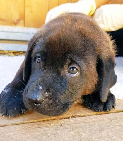 Hund1_725994.jpg