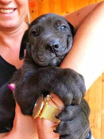 Hund2_726001.jpg