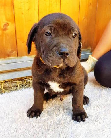Hund1_726001.jpg