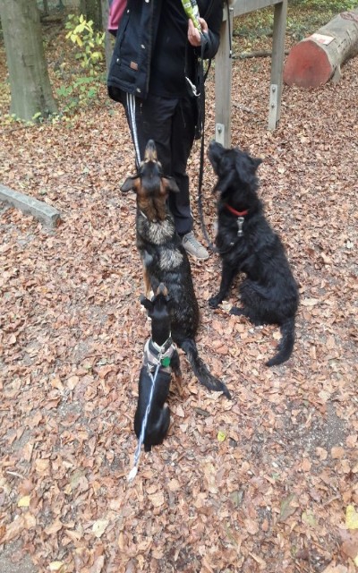 IMG-20181104-WA0025-540x720-400x640.jpg