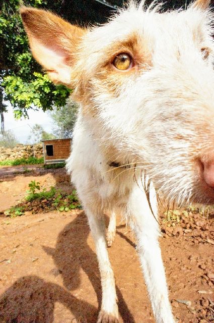 WhatsApp Image 2018-11-01 at 15.50.37_ORISSA.jpg