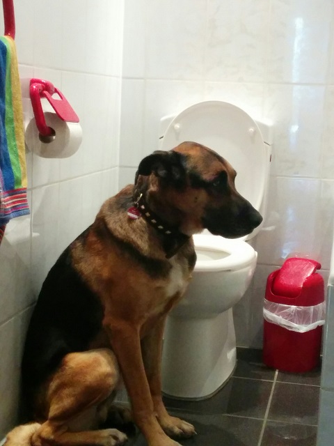 image.jpeg