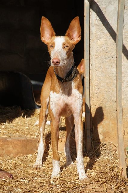 JASMIN_WhatsApp Image 2018-11-25 at 12.10.06(1).jpg