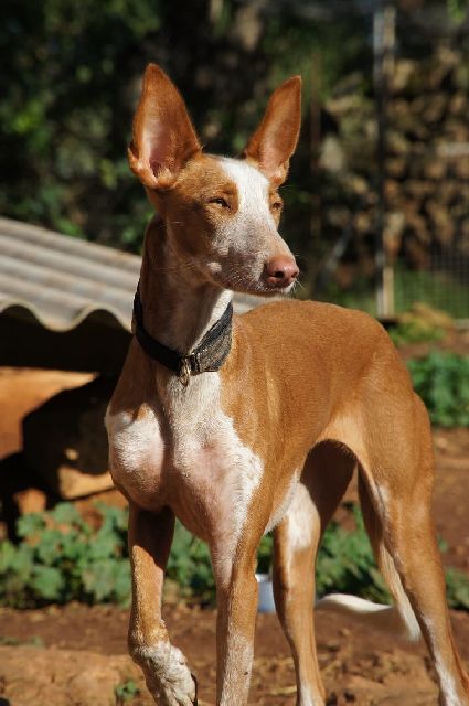 JASMIN_WhatsApp Image 2018-11-25 at 12.10.08.jpg