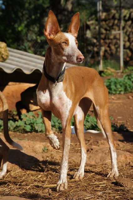 JASMIN_WhatsApp Image 2018-11-25 at 12.10.07.jpg