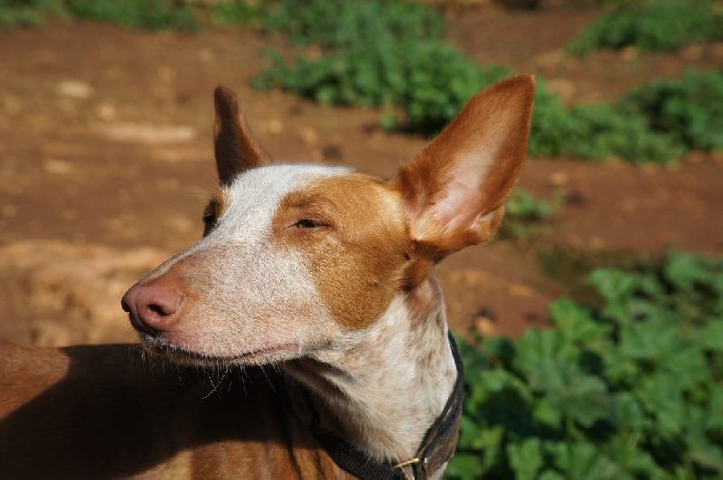 JASMIN_WhatsApp Image 2018-11-25 at 12.10.07(1).jpg