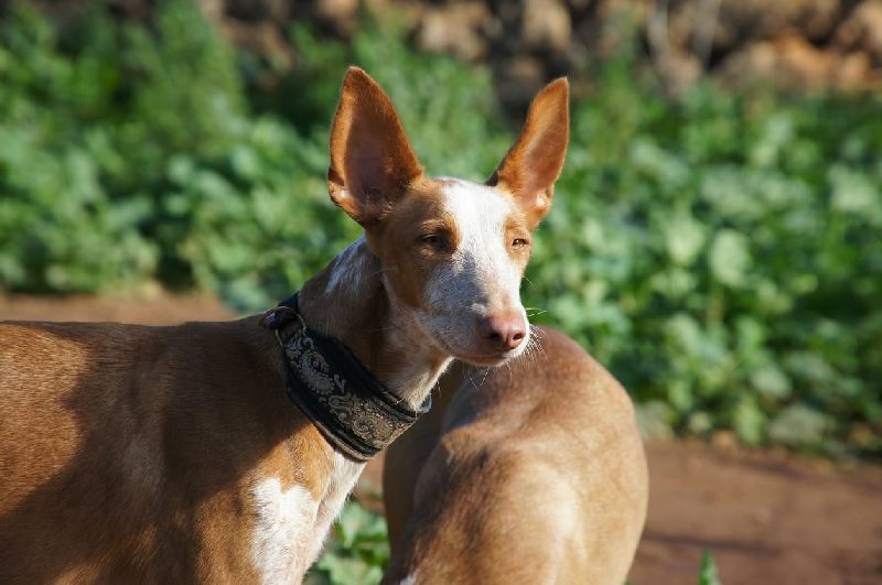 JASMIN_WhatsApp Image 2018-11-25 at 12.10.09.jpg