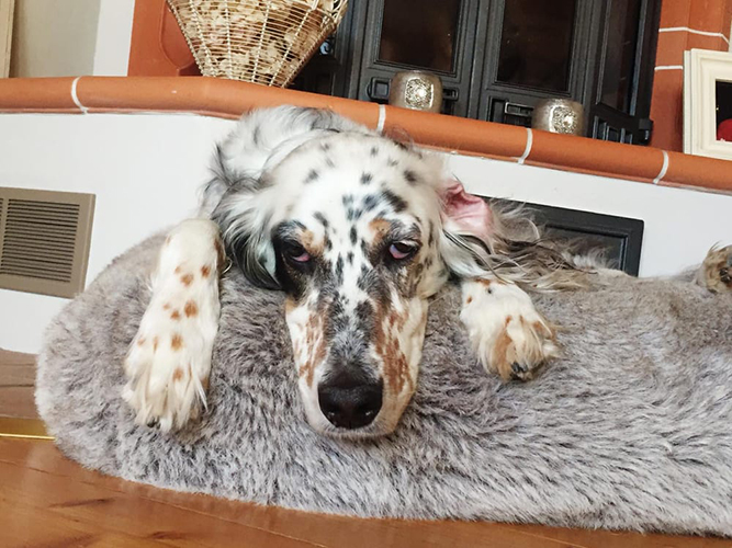 Klara_Weihnachten2018.jpg