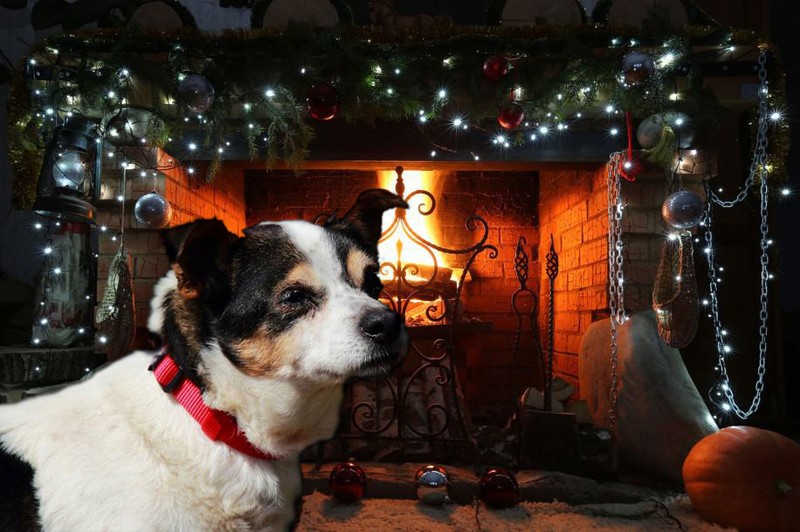 Elmar wünscht frohe Weihnachten.jpg