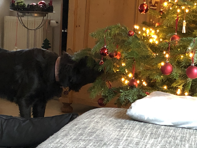 Jyn Weihnachten.jpg