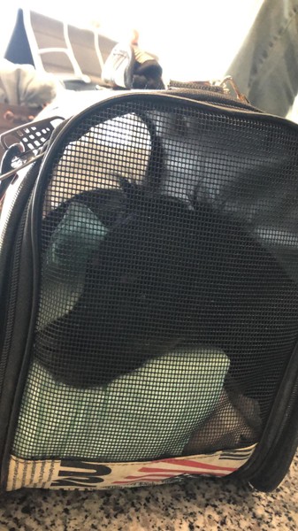 Bibi auf den Weg ins Glück.jpg