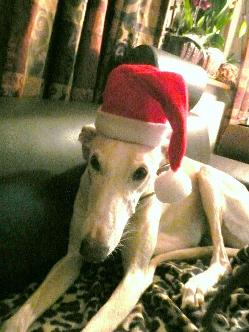 GrisaWeihnachtNell001.jpg