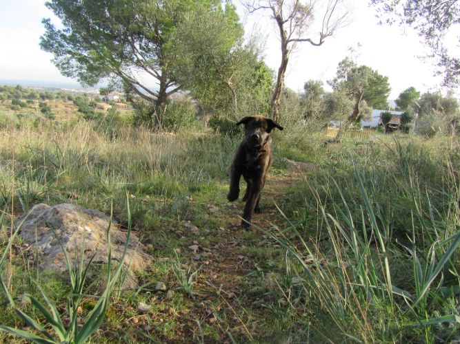 soller.jpg
