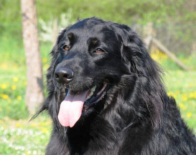 CHARLY.jpg