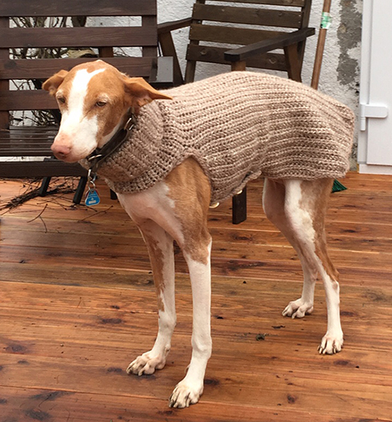 Pulli....toll.jpg