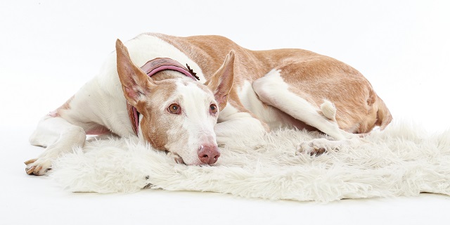 Rosa0122 - Kopie.jpg