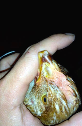 HUHN.jpg