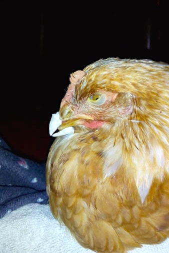 HUHN5.jpg