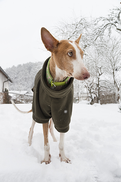 Schnee_2019_47.jpg