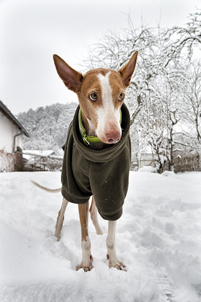 Schnee_2019_46.jpg