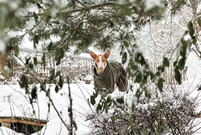 Schnee_2019_38.jpg