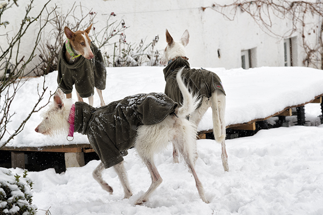 Schnee_2019_32.jpg
