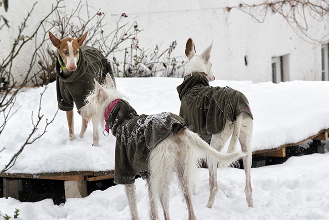 Schnee_2019_31.jpg