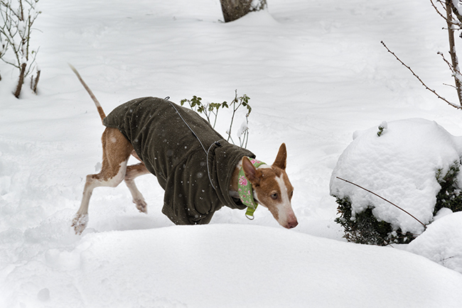 Schnee_2019_30.jpg