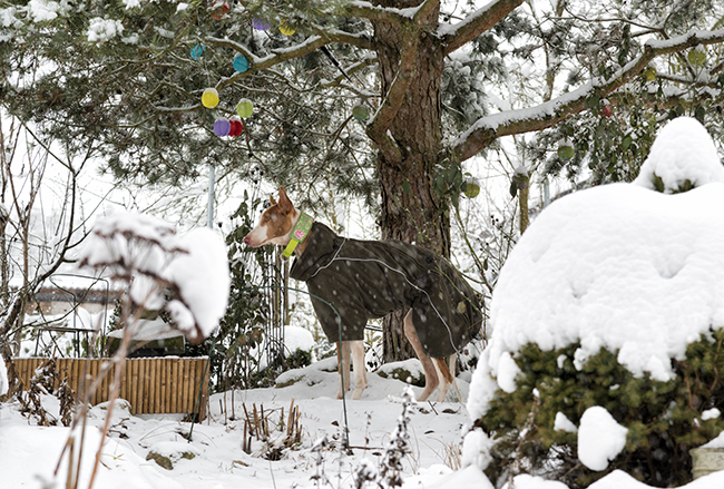 Schnee_2019_24.jpg