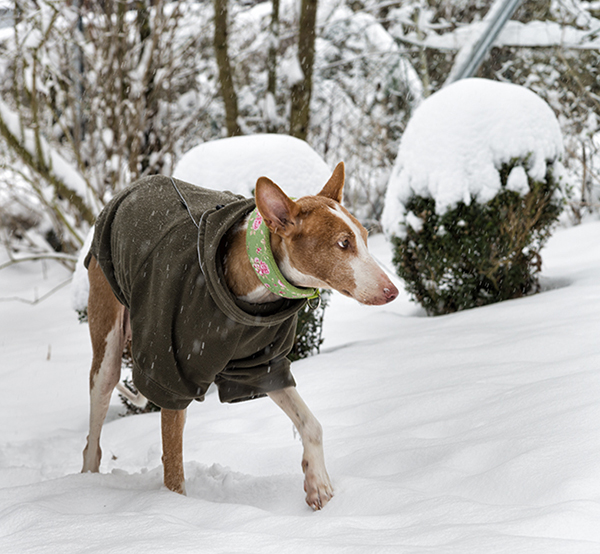 Schnee_2019_13.jpg