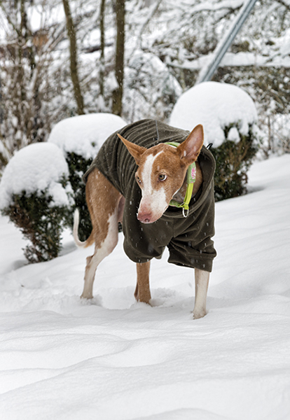 Schnee_2019_14.jpg