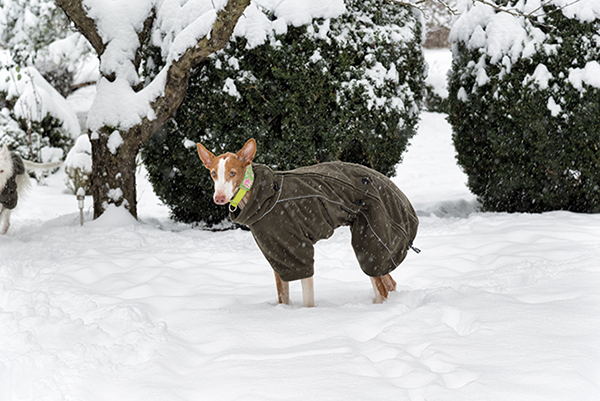 Schnee_2019_16.jpg