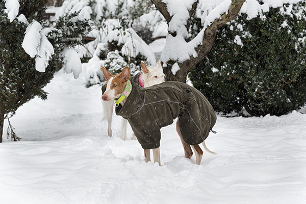 Schnee_2019_18.jpg