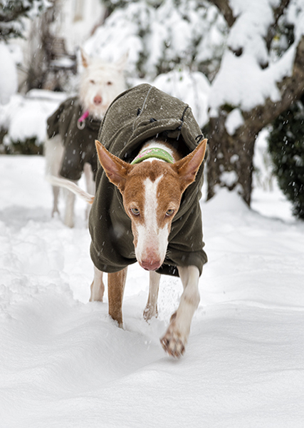 Schnee_2019_19.jpg