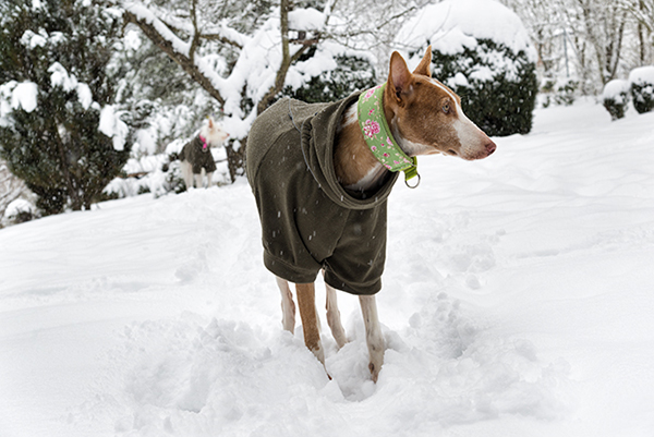 Schnee_2019_21.jpg