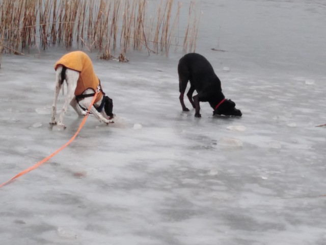 IMG_20190205_143623-640x640.jpg
