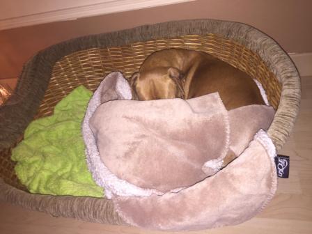 Nestor im Kuschelparadies-klein.jpg